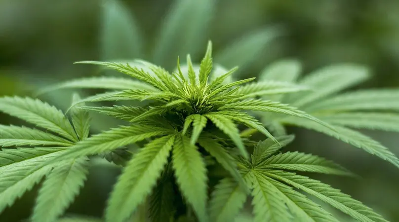 Medical Marijuana and the Senior Community