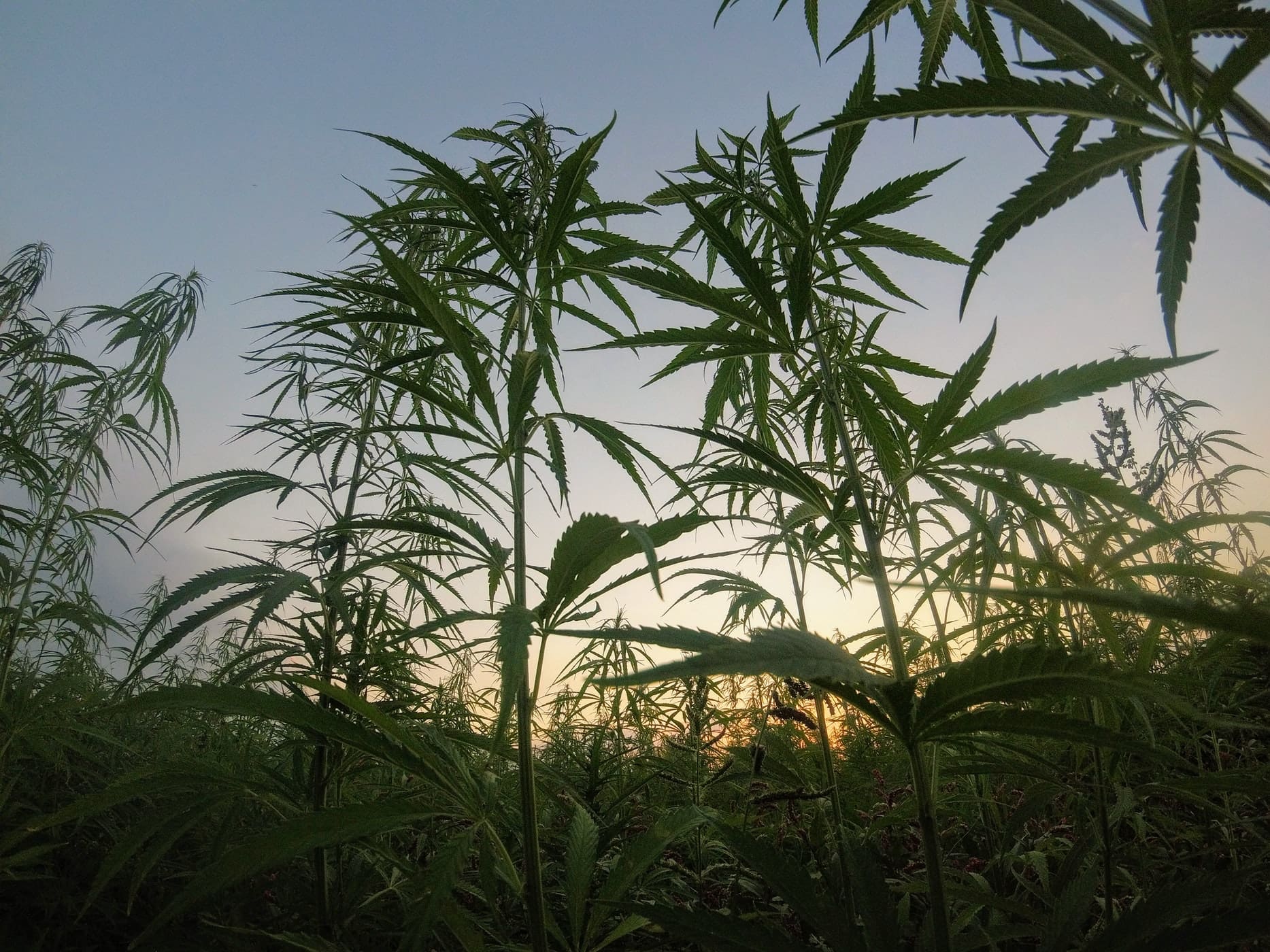Can Medical Marijuana in Boca Raton Help Insomnia