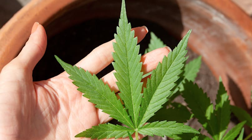 Does Medical Marijuana Work Better Than Traditional Medicines?