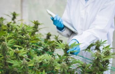 Uncovering the Potential of Medical Marijuana for Neurological Conditions