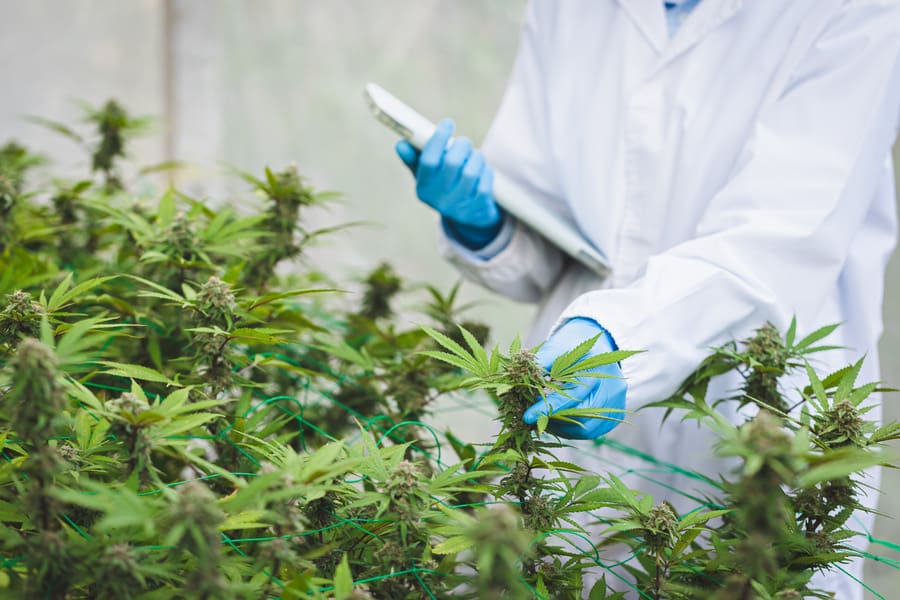Uncovering the Potential of Medical Marijuana for Neurological Conditions
